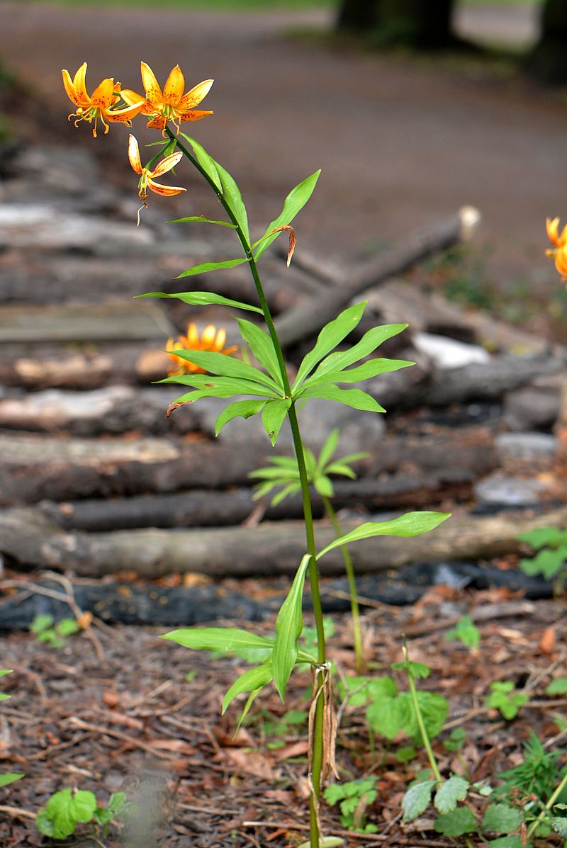 Image of Lilium hansonii specimen.