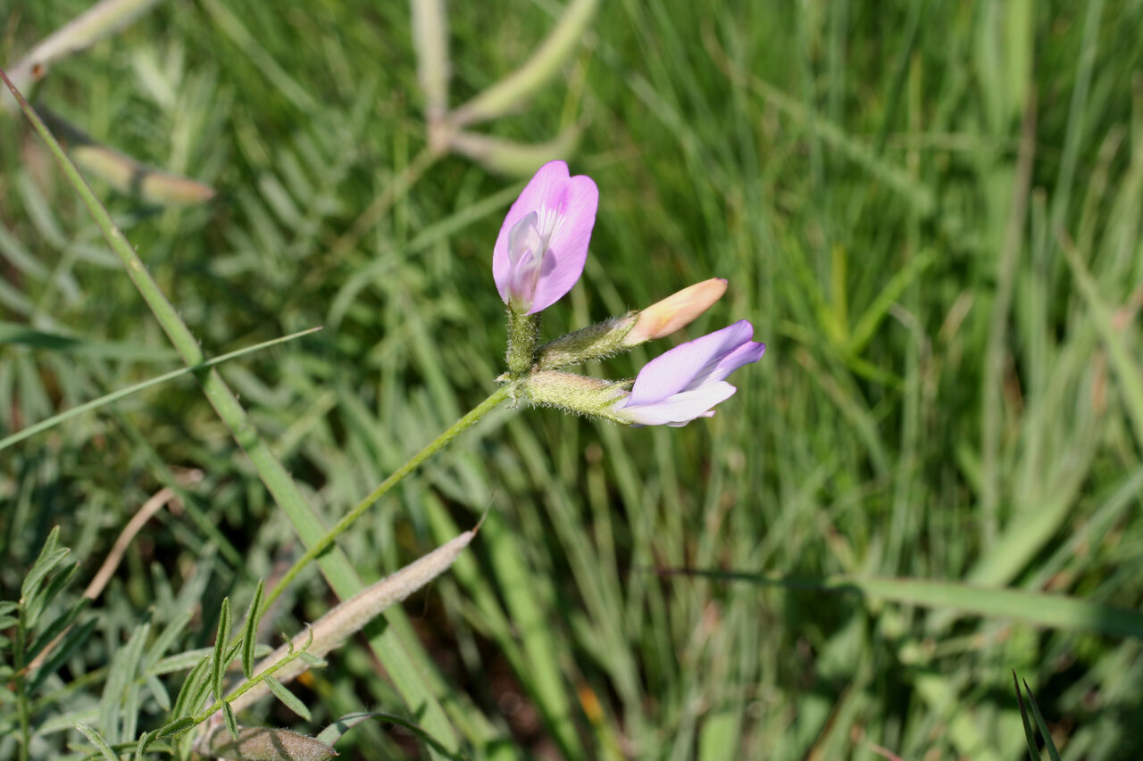 Image of Astragalus corniculatus specimen.