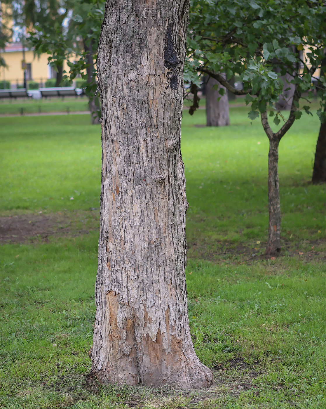 Изображение особи Crataegus rivularis.