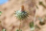 Cousinia rotundifolia