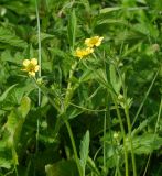 Geum macrophyllum