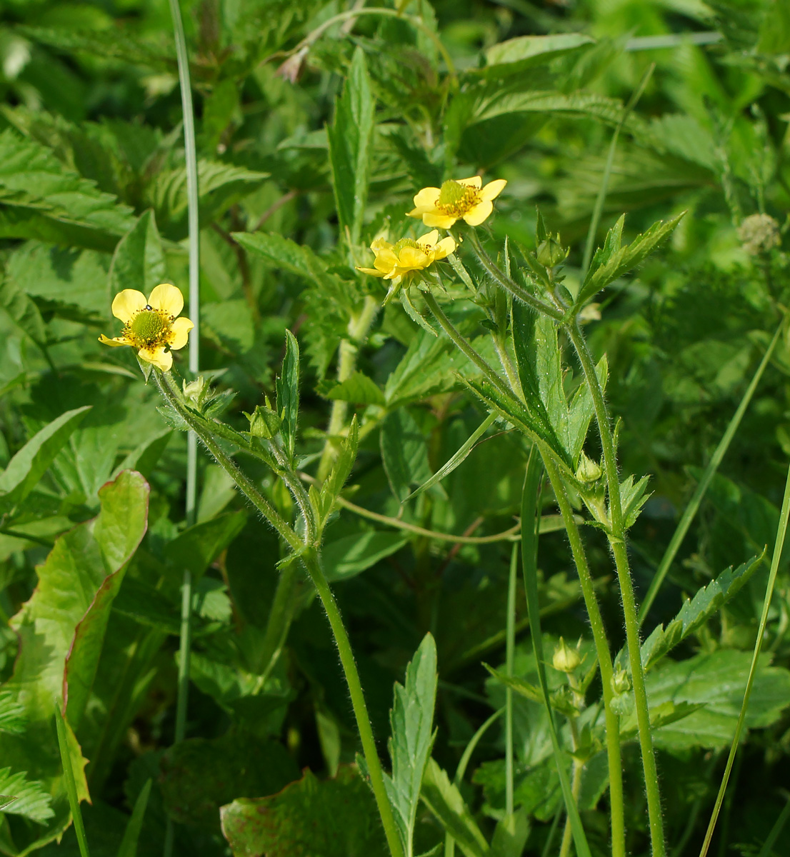 Изображение особи Geum macrophyllum.