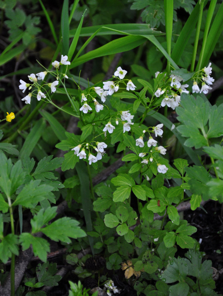 Image of Cardamine amara specimen.