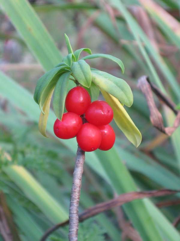 Image of Daphne kamtschatica specimen.