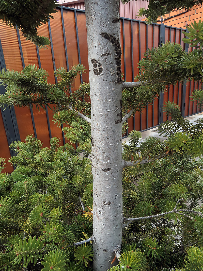 Image of Abies koreana specimen.