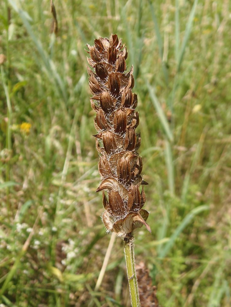 Image of Prunella vulgaris specimen.