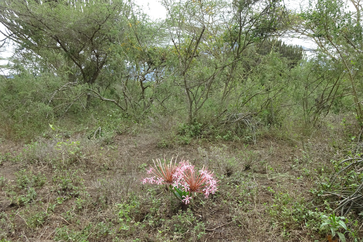 Image of Ammocharis tinneana specimen.