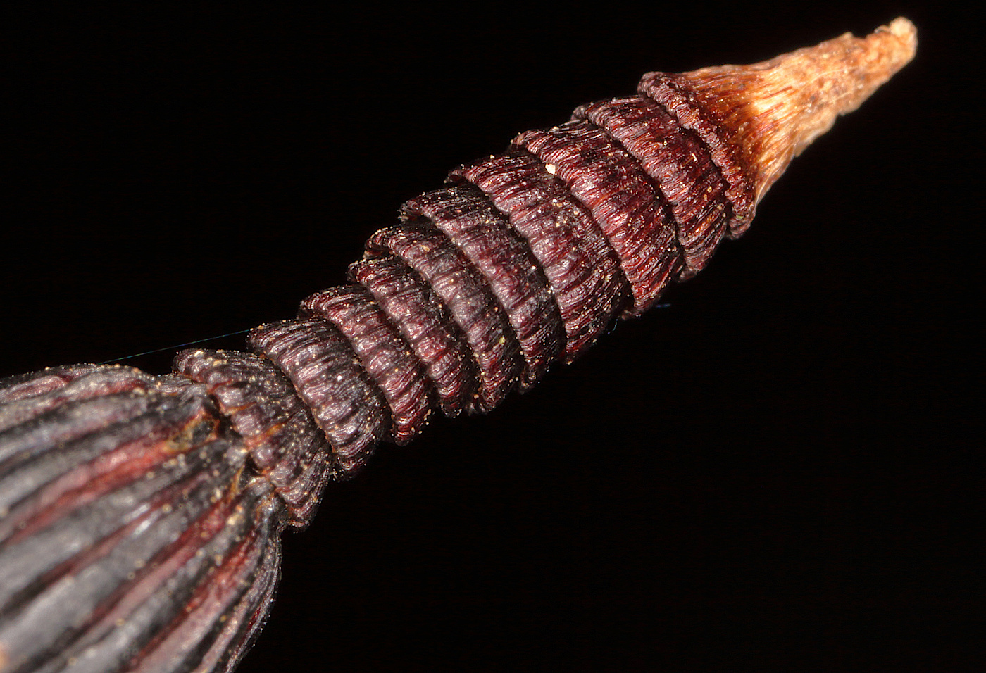 Image of Equisetum hyemale specimen.