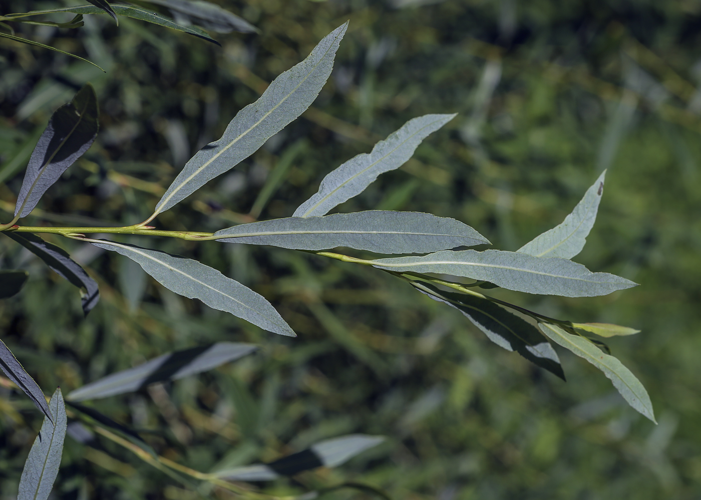 Image of Salix purpurea specimen.