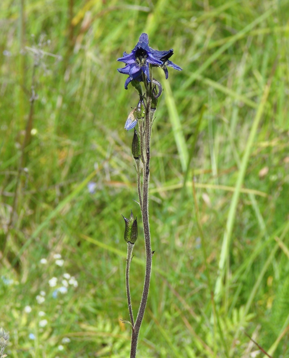 Изображение особи Delphinium korshinskyanum.