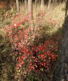 Cotoneaster lucidus