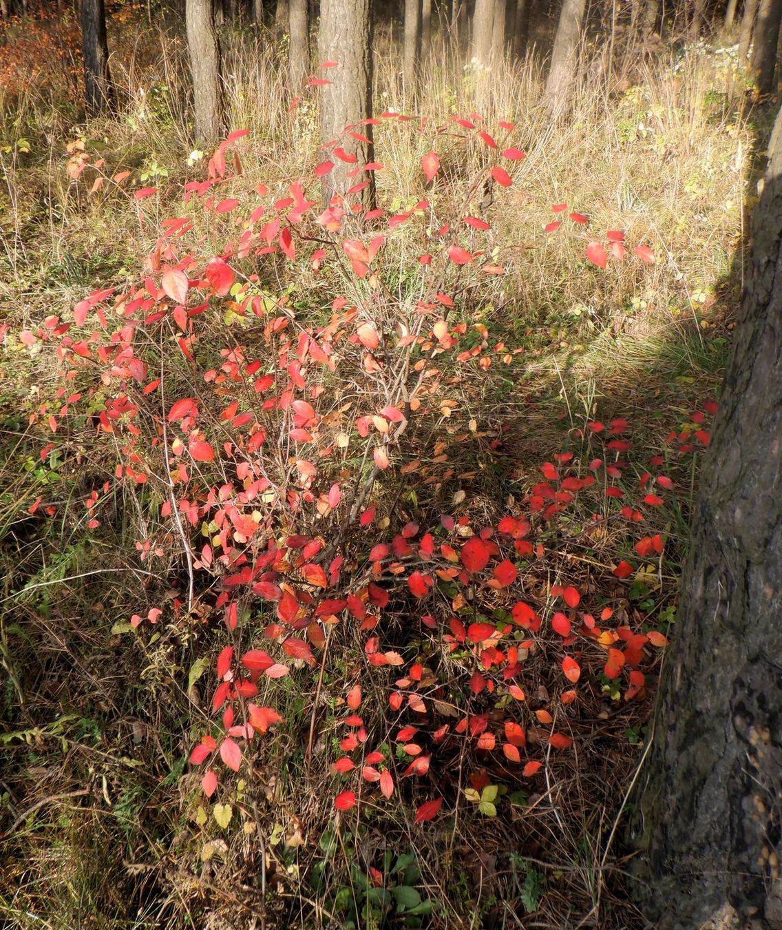 Image of Cotoneaster lucidus specimen.