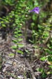 Scutellaria strigillosa