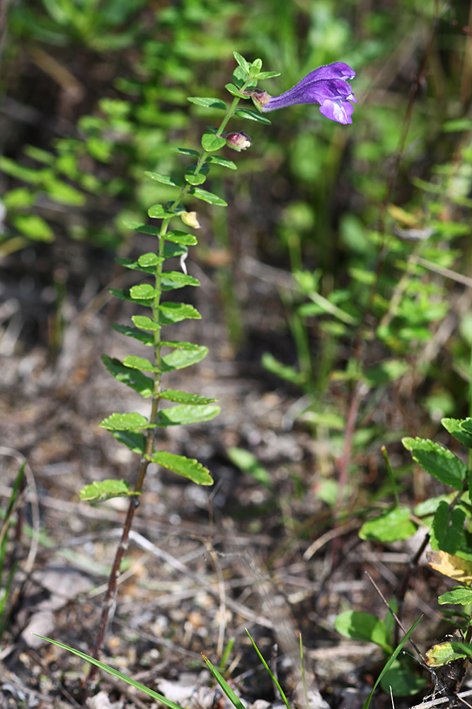 Image of Scutellaria strigillosa specimen.