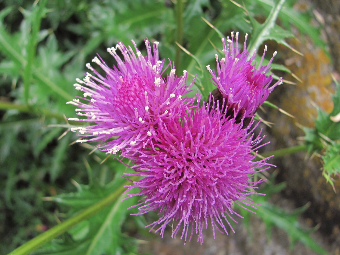 Image of Cirsium elbrusense specimen.