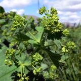 Alchemilla subcrenata