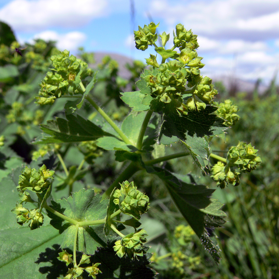 Изображение особи Alchemilla subcrenata.