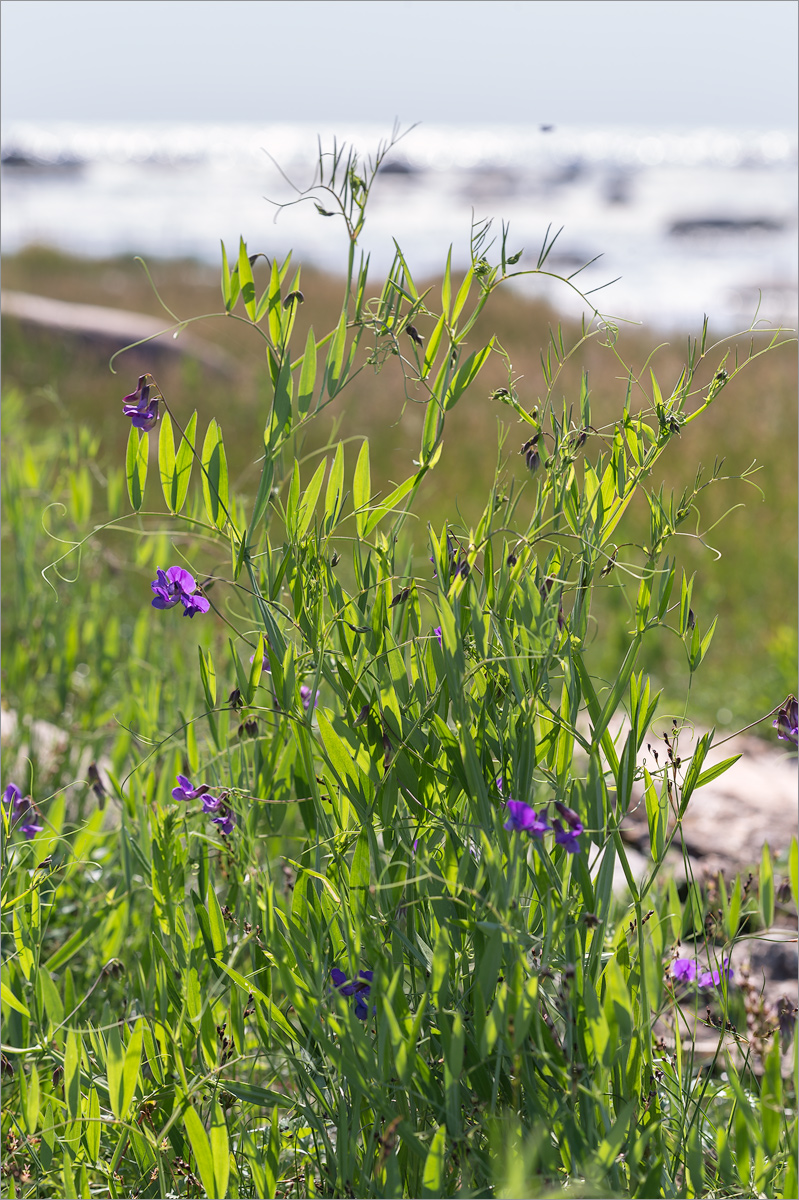 Изображение особи Lathyrus palustris.