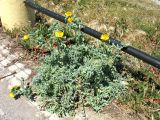 Glaucium flavum. Цветущие растения. Греция, о. Родос, г. Родос, городской пляж. 7 мая 2011 г.