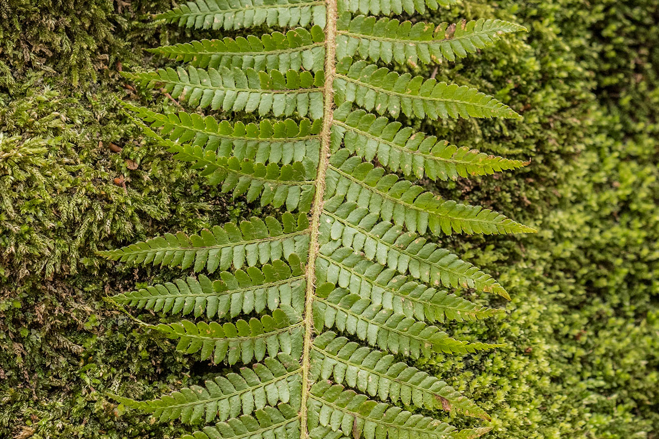 Изображение особи Polystichum braunii.