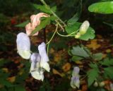 род Aconitum