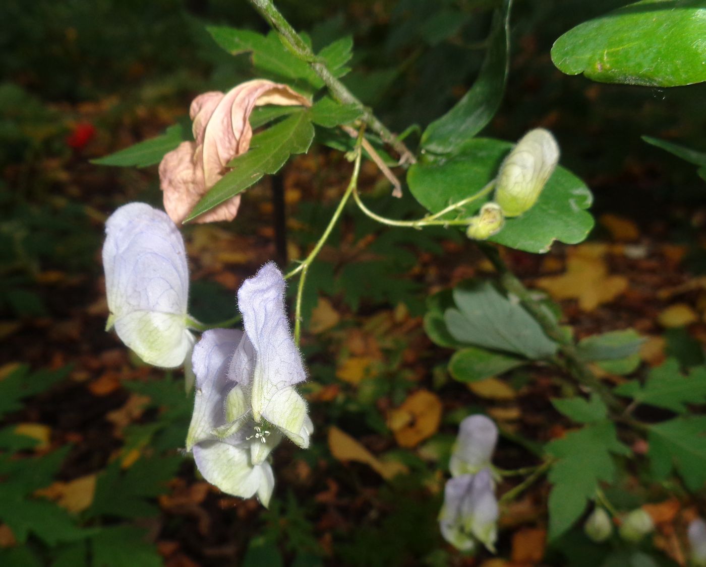 Изображение особи род Aconitum.