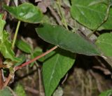 Image of taxon representative. Author is Татьяна Мальчинская