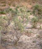 Lycium ruthenicum