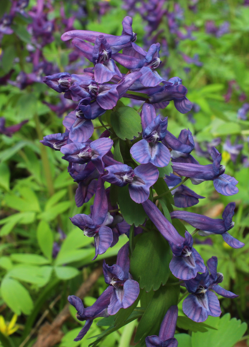 Image of Corydalis solida specimen.