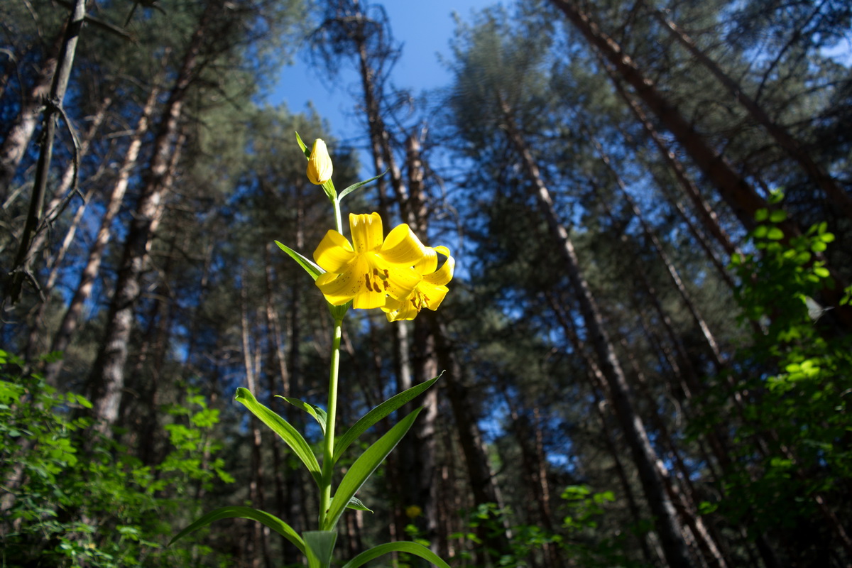 Image of Lilium monadelphum specimen.