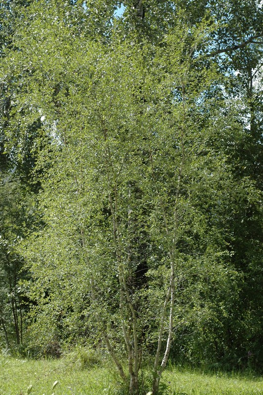 Изображение особи Betula microphylla.