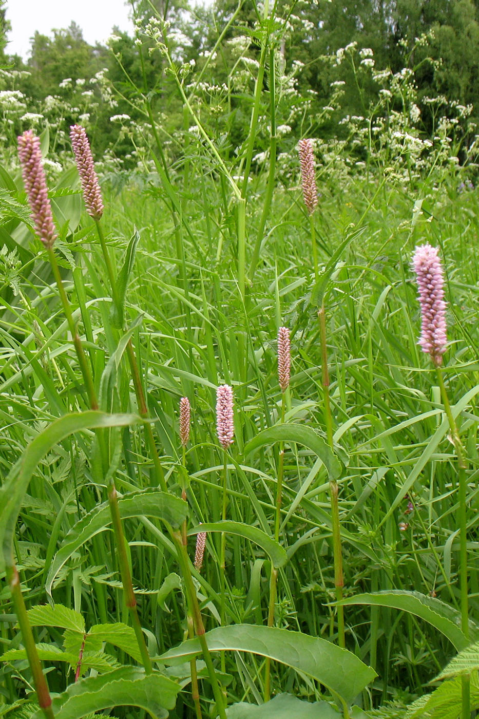 Изображение особи Bistorta officinalis.