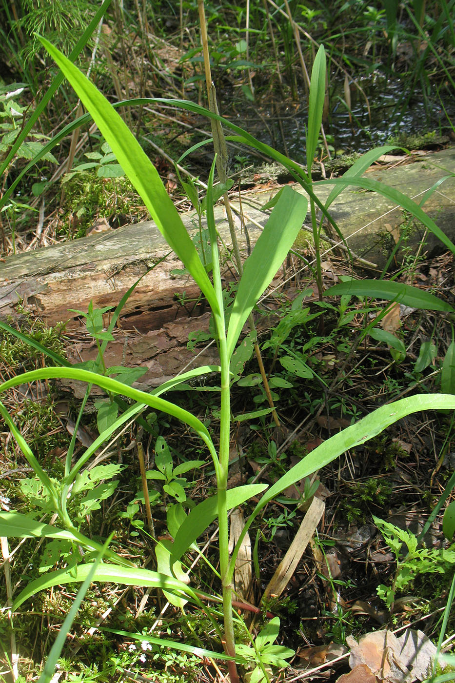 Image of Ranunculus lingua specimen.