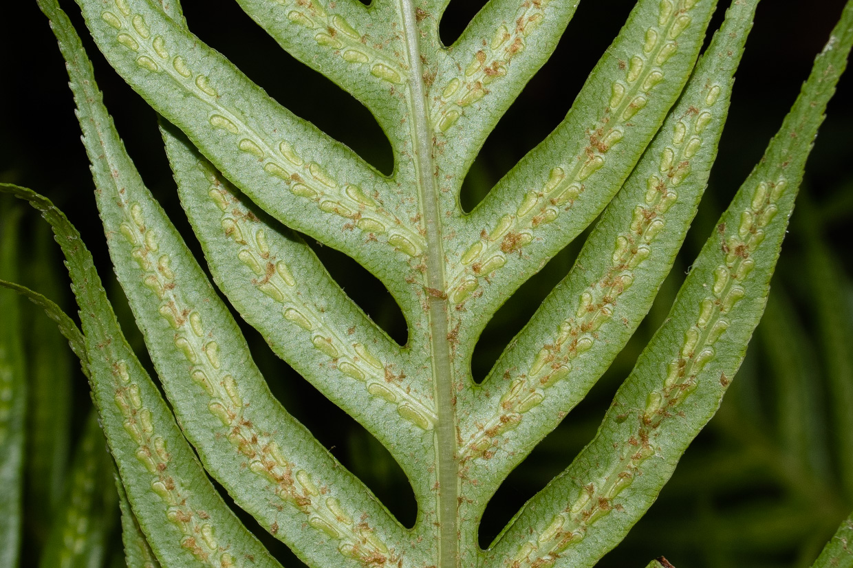 Изображение особи Woodwardia prolifera.