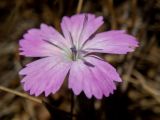 Dianthus diffusus