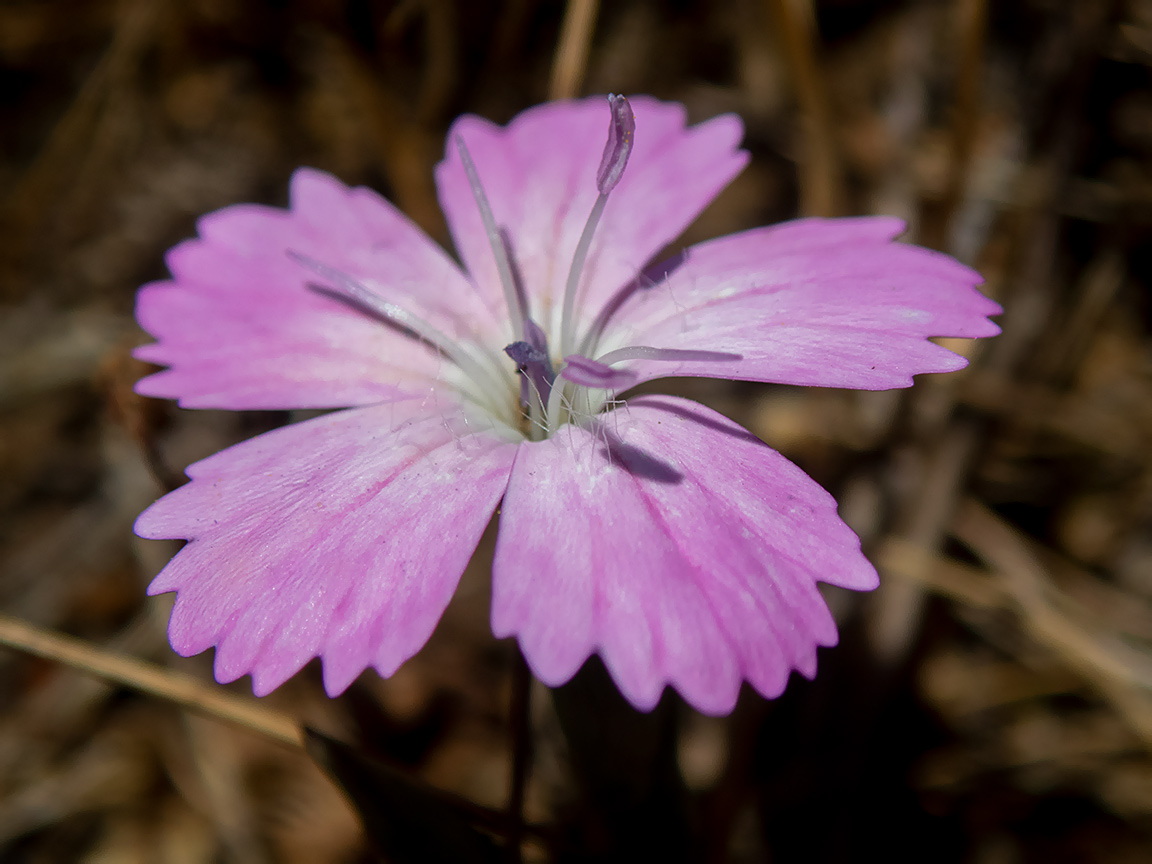 Image of Dianthus diffusus specimen.