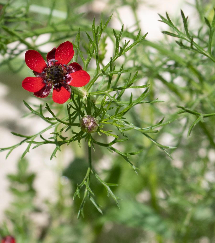 Изображение особи Adonis microcarpa.