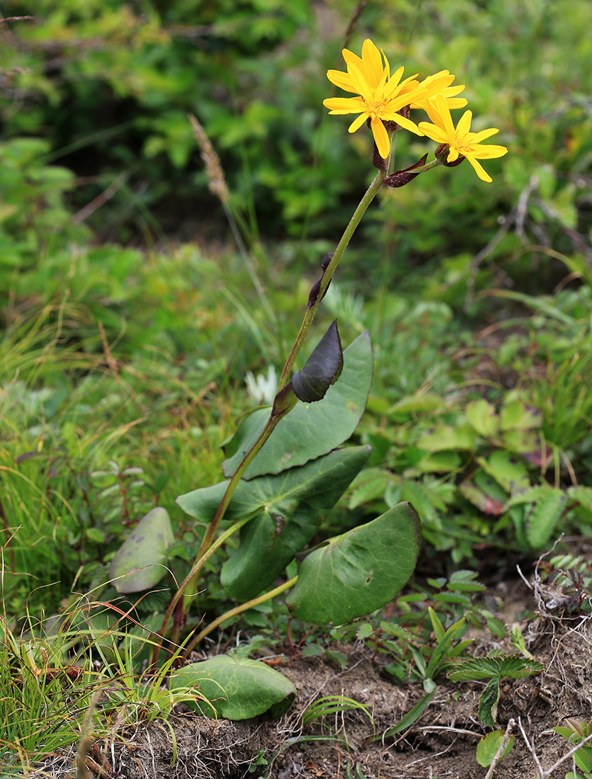 Image of Ligularia calthifolia specimen.