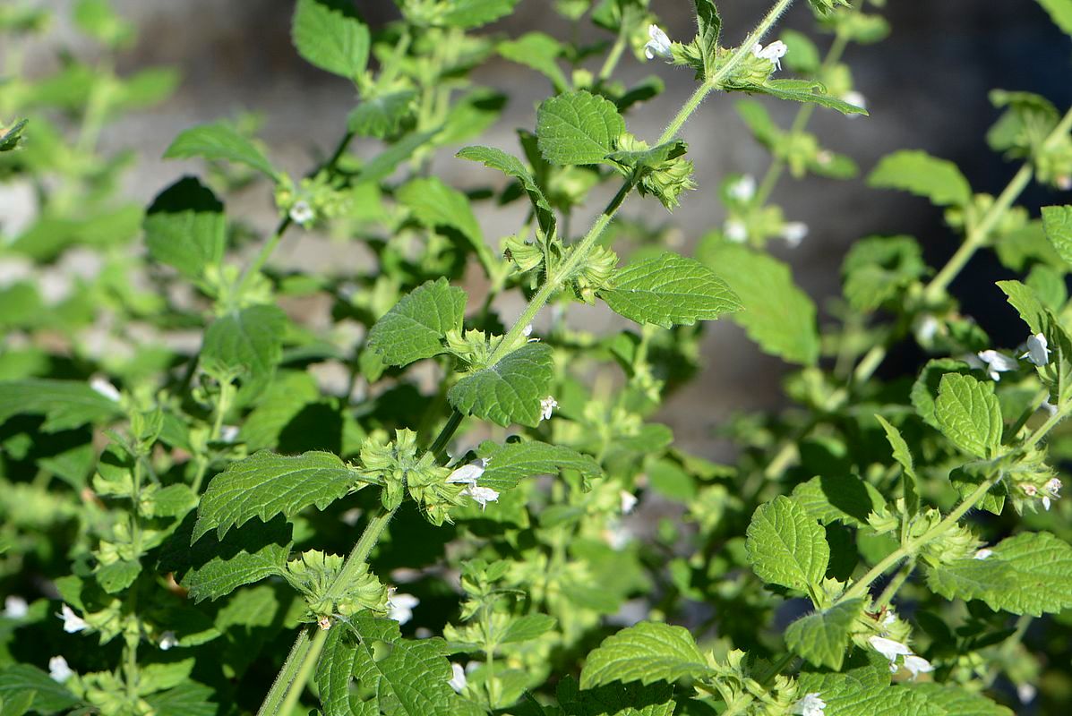 Image of Melissa officinalis specimen.