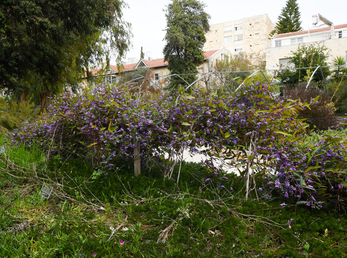 Изображение особи Hardenbergia violacea.