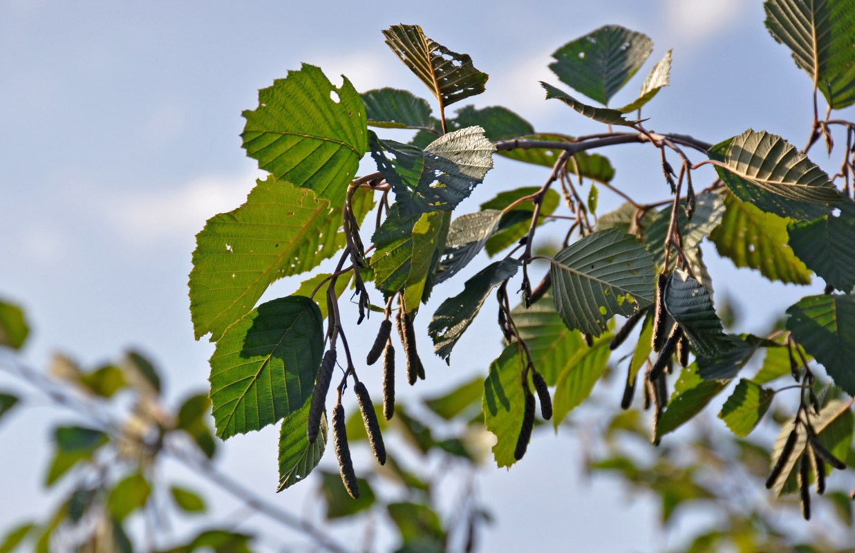 Image of Alnus incana specimen.