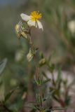 Helianthemum salicifolium. Верхушка цветущего растения. Краснодарский край, Абинский р-н, окр. станицы Эриванской, гора Шизе, горная степь, каменистый склон. 29.05.2021.