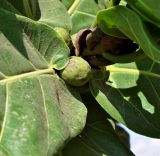 Ficus lyrata