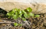 Ranunculus trachycarpus. Проростки. Краснодарский край, Крымский р-н, окр. станицы Неберджаевская, ур. Темрючки, у небольшого постоянного озерка на дне заброшенного карьера, на обломках мергеля. 09.10.2021.