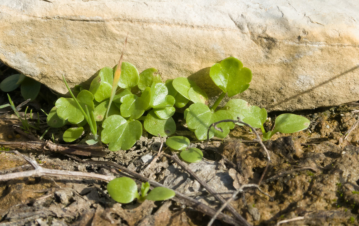 Image of Ranunculus trachycarpus specimen.