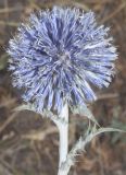 Echinops karatavicus