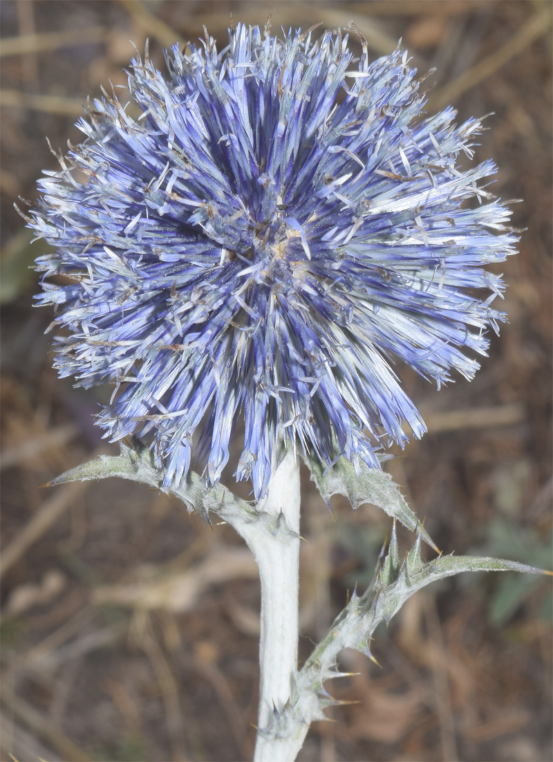 Изображение особи Echinops karatavicus.