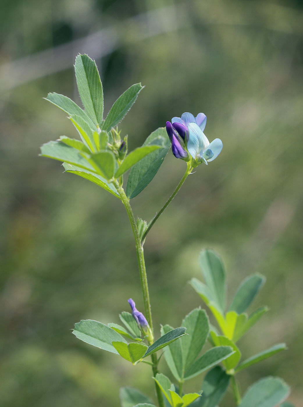 Изображение особи Medicago &times; varia.