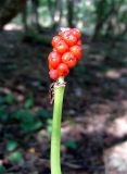 Arum orientale