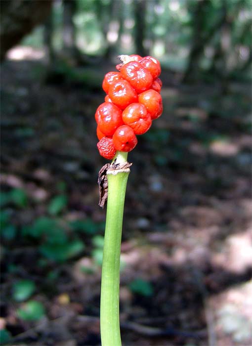 Изображение особи Arum orientale.